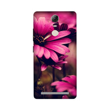 Purple Daisy Mobile Back Case for Lenovo Vibe K5 Note (Design - 65)