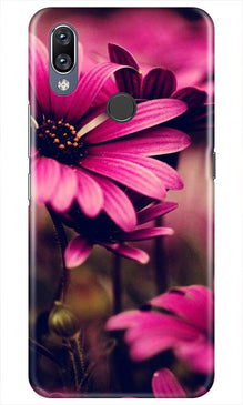 Purple Daisy Mobile Back Case for Vivo Y11 (Design - 65)